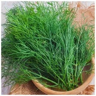 خرید آنلاین سبزی شوید خشک فله ای شمال با پایین ترین قیمت